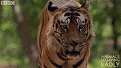 walking tiger GIF by BBC