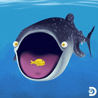 Hungry Discovery Channel GIF by Shark Week