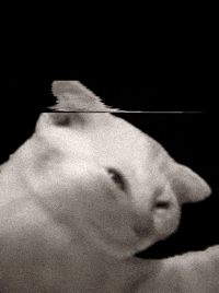 Cat GIF by XuSoDamXanh