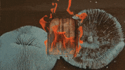epitaphrecords music music video fire ocean GIF