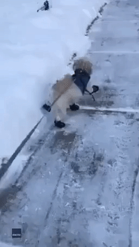 The Struggle Is Real: Dog Gets to Grips With Snow Boots in Minnesota