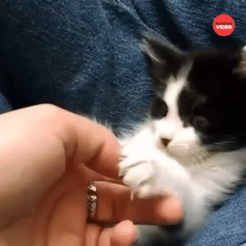 Kitten Suprise