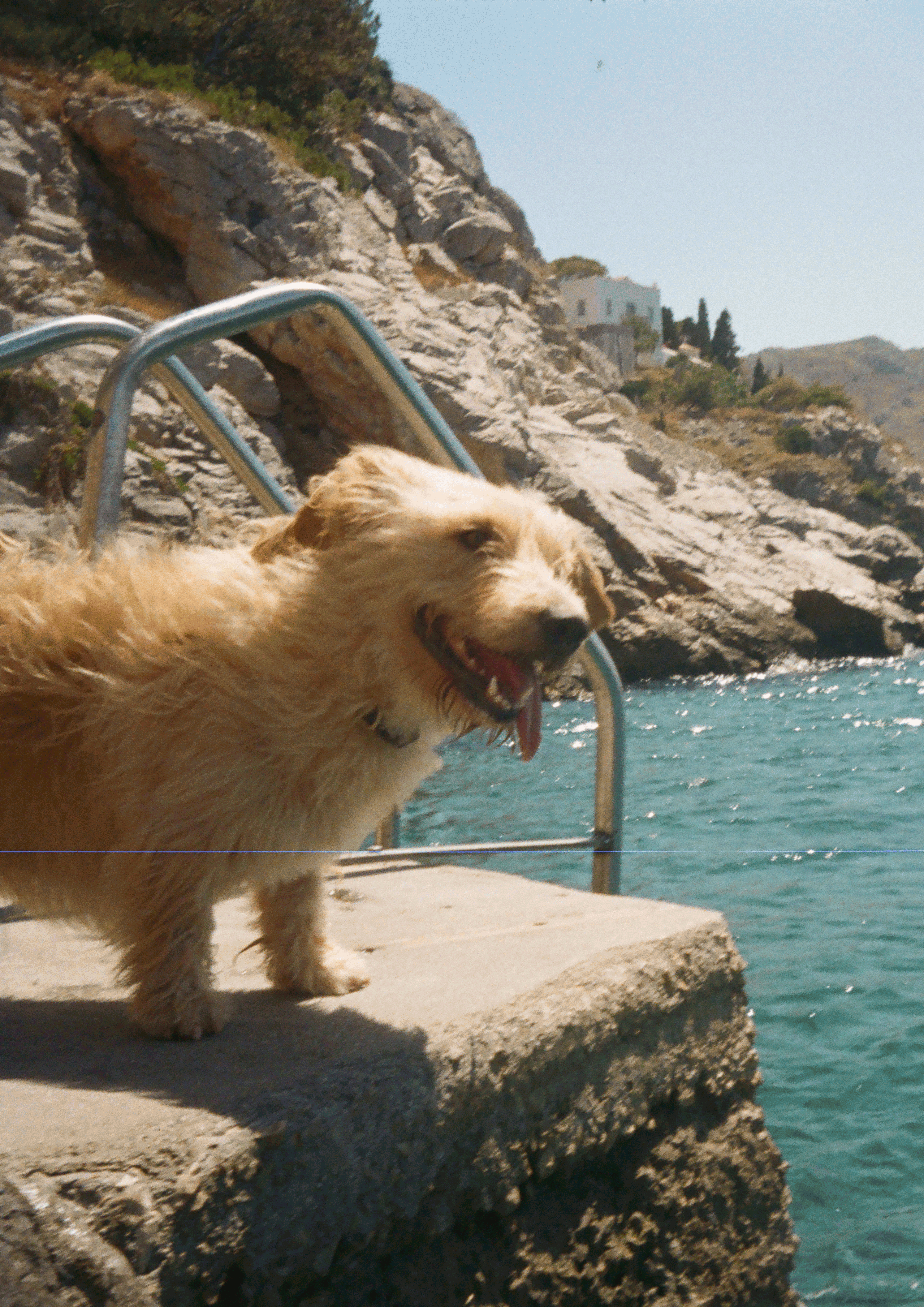 Dog 3D GIF by Atlas Acopian