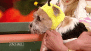 Halloween Love GIF by Rachael Ray Show