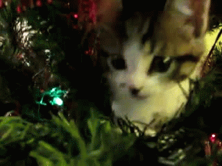 christmas tree kitty GIF