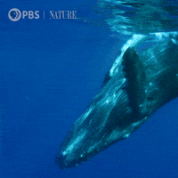 Pbs Nature Ocean GIF by Nature on PBS