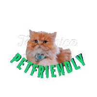 Cat Gatos Sticker by Telefónica Gastro Park