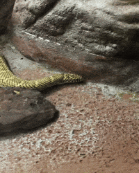 Snake Swimming GIF by Valley Zoo Development Society