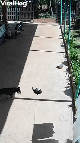 International Cat Day GIF by ViralHog