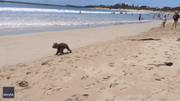 Koala Takes a Beach Stroll in Apollo Bay, Victoria