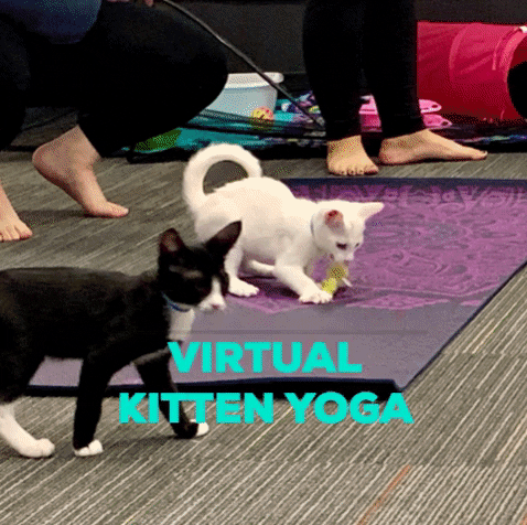 flooidyoga giphygifmaker GIF