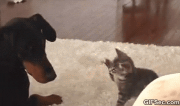 kitten GIF