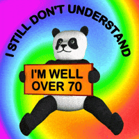 Panda I Dont Understand GIF