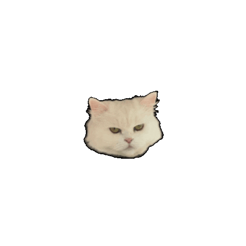 Meh Angrycat Sticker by Cat Therapy & Rescue Society