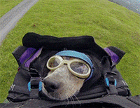 go pro dog GIF by HuffPost