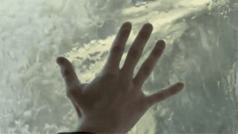 giphy.gif