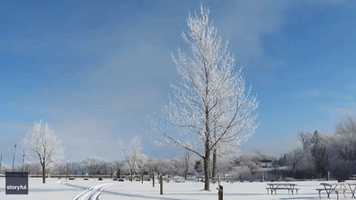Rime Ice-Coated Trees Lining Lake Superior Glitter Under Winter Sun