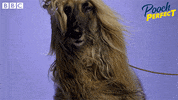 Bbc One Dog GIF by BBC