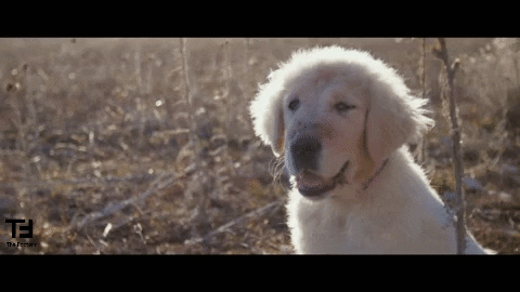 Dog Smile GIF by TheFactory.video