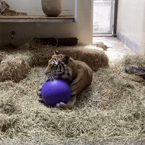 Tiger Zoo GIF by Storyful