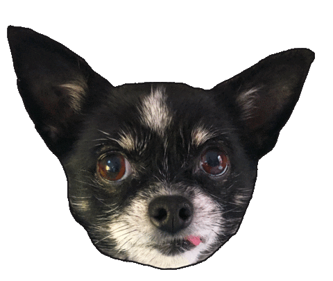 Chihuahua Nicks Sticker by burnt.honey