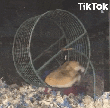 A hamster runs frantically in a wheel, with another hamster stuck inside — an analogy for feeling trapped while trying to calm anxiety attacks.