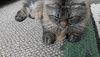 Football Cats GIF by Hallmark Channel