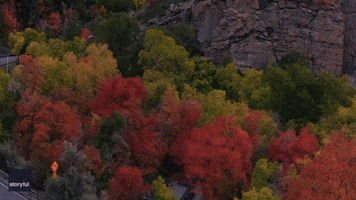 Fall Foliage Drone Footage Captures Proposal Photoshoot