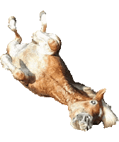 Horse Sticker by Glamour by Reitsport SIBO