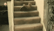 Loop Cats GIF
