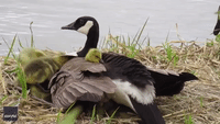 16 Fluffy Goslings Determined to Snuggle Under Adult Goose