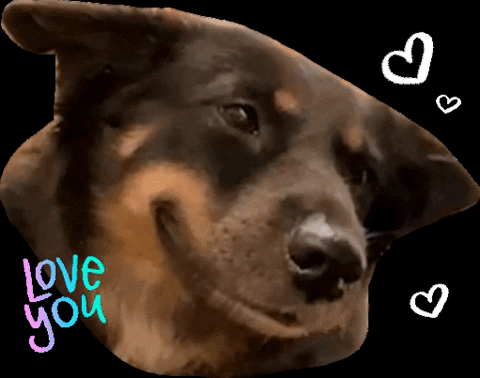 PawssionProject giphygifmaker giphyattribution love heart GIF