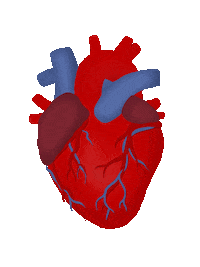 Heart Corazon Sticker