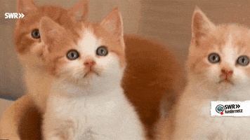 Cat What GIF by SWR Kindernetz