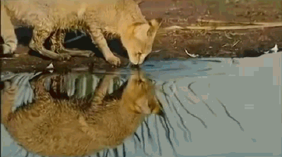 cat fishing GIF