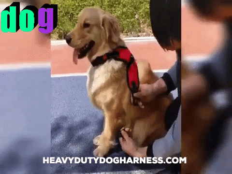 HeavyDutyDogHarness1 giphygifmaker giphyattribution GIF