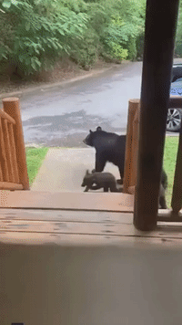Bear Cubs Play Fight on Deck of Tennessee Cabin