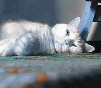 cat love GIF by A.M.T.G. G.G.