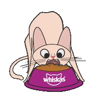 Cat Racao Sticker by Whiskas Brasil
