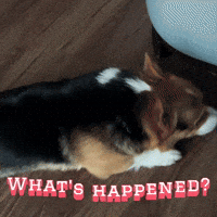 Whats Cutecorgi GIF