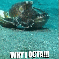 Mad Fight GIF by OctoNation® The Largest Octopus Fan Club!