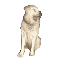 Great Pyrenees Dog Sticker
