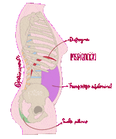 Perinupower  Sticker
