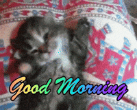 Video gif. Looking down at a kitten that lies on its back, it yawns and stretches it paws over its head. Rainbow text flashes, "Good morning."