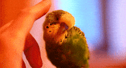 budgie parakeet GIF by Head Like an Orange