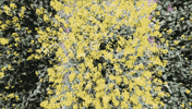 bvb GIF by Borussia Dortmund