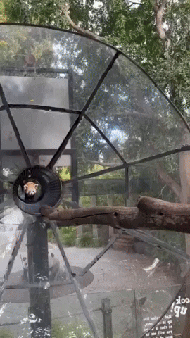 Red Pandas Get Ready for Breeding Season at Adelaide Zoo