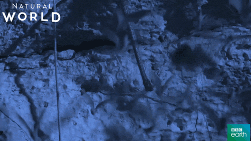 puerto rico snake GIF by BBC Earth