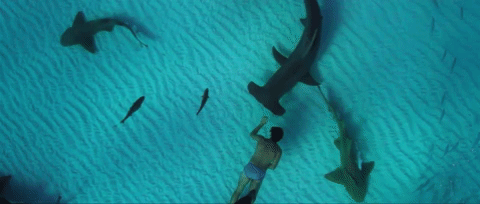 trailer GIF by Sharkwater Extinction