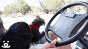 Cat Save Them All GIF by Best Friends Animal Society